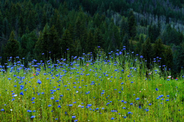 Colorful Wildflowers Against Dark Evergreen Forest - Scenic nature background with colorful flowers and green foliage against dark green forest tree backdrop.