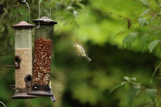 istock Blue tit flying in to feeder 2166060263