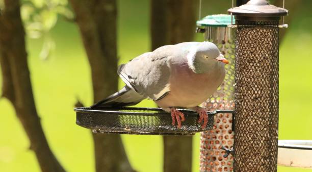 istock Wood pigeon sitting on feeder 2166060276