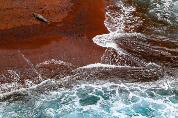 Endangered monk seal resting on a red sand beach on the east side of Maui