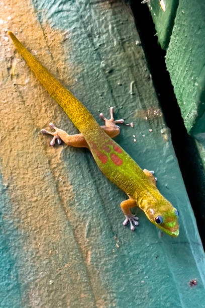 istock Gecko on the lanai in Maui, Hawaii 2166061122