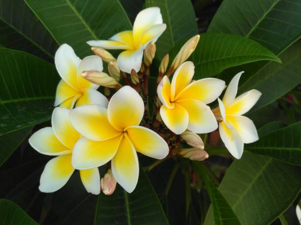 istock Plumeria flower 2166061522
