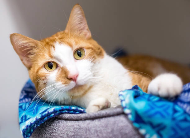 istock A shorthair cat relaxing in a pet bed 2166062529