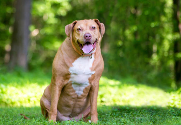 istock An overweight Labrador Retriever mixed breed dog 2166062533