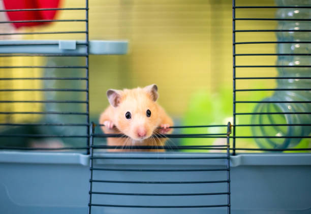 A Syrian hamster peeking out of its cage