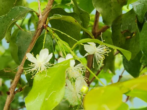 istock Pitanga Flower: Small and Vibrant, Attractive to Pollinators 2166062790
