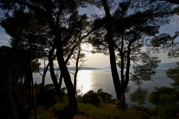A tranquil seascape framed by the silhouette of palm leaves, capturing the serene transition from day to night. The peaceful waters stretch toward the horizon under a sky tinged with soft blue and gentle cloud cover. This image evokes a sense of calm and the allure of tropical landscapes.