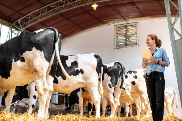 istock Modern female livestock farmer inspecting cows with a digital tablet 2166065184