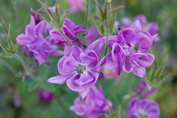 istock Lilac aquilegia flowers close-up 2166065463