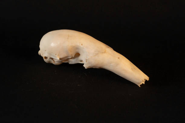 istock Northern Tamandua skull (Tamandua mexicana) 2166066353