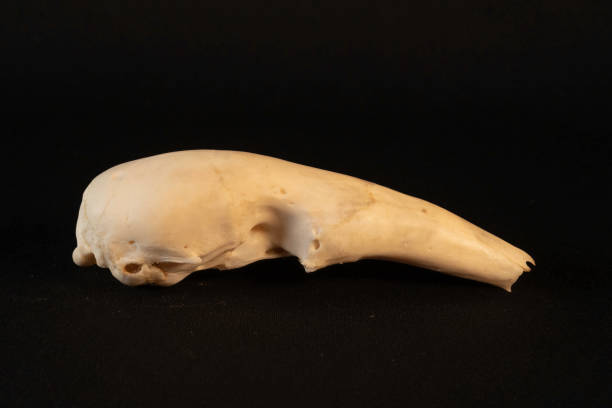 istock Northern Tamandua skull (Tamandua mexicana) 2166066364