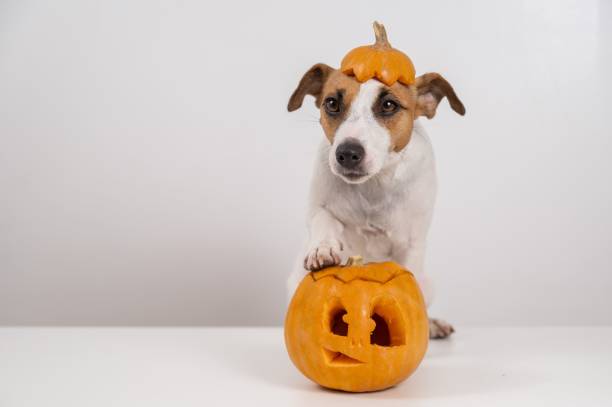 istock Jack Russell Terrier dog with a pumpkin cap and a jack-o-lantern on a white background. 2166068878