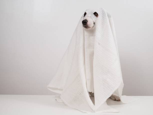 istock Dog Jack Russell Terrier in a ghost costume on a white background. 2166068915