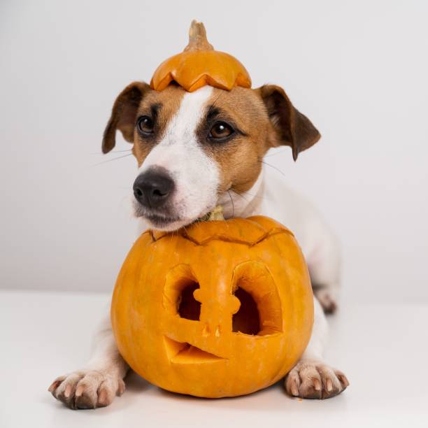 Jack Russell Terrier dog with a pumpkin cap and a jack-o-lantern on a white background