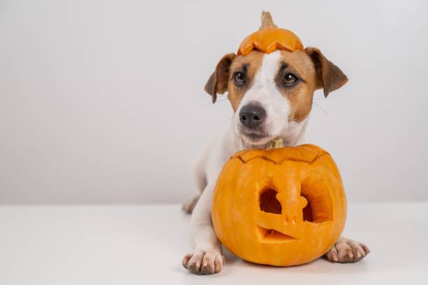 istock Jack Russell Terrier dog with a pumpkin cap and a jack-o-lantern on a white background. 2166069279
