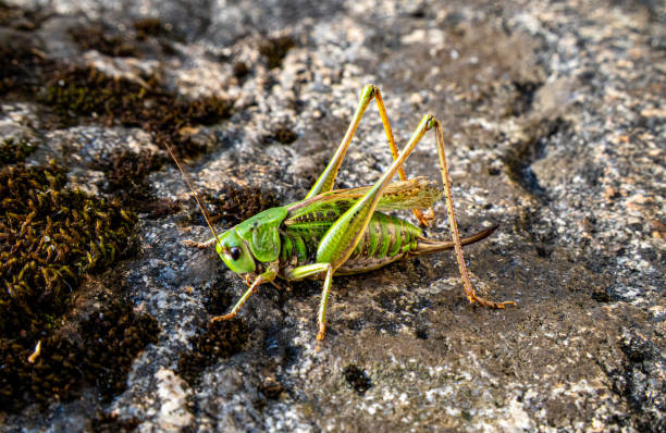 istock A large grasshopper sits on a stone close-up. A grasshopper sits on a gray stone. 2166071014