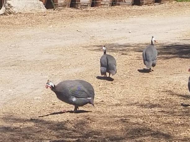 istock Domestic guineafowl trio 2166071443