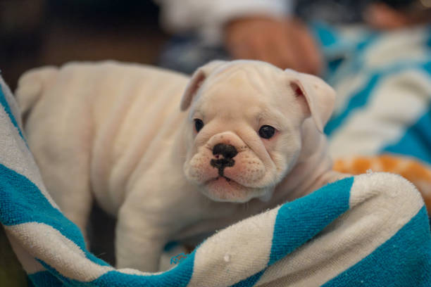 A french english bulldog puppy, two months old, in the snow.