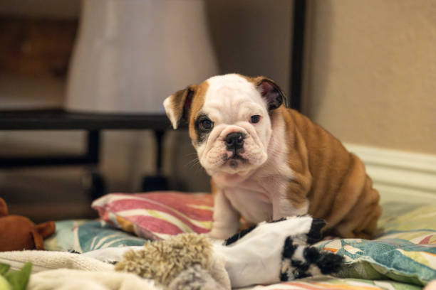 Bulldog puppy sitting on pillows trying to not fall asleep
