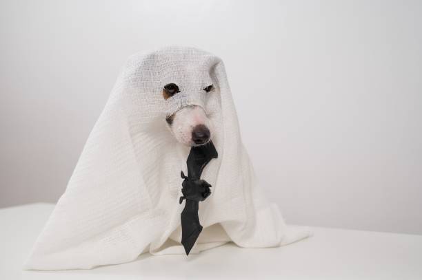 istock Jack Russell Terrier dog in a ghost costume holding a bat on a white background. 2166071616