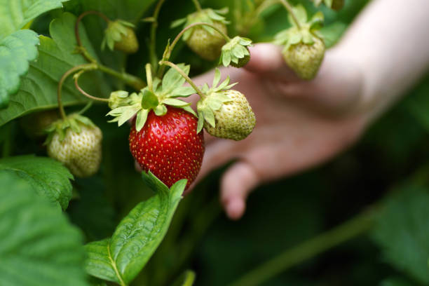 istock Hand picking a red strawberry among the greens 2166071630
