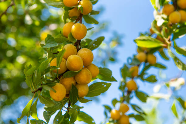 istock Ripe mirabelle plums on a branch, 2166072574