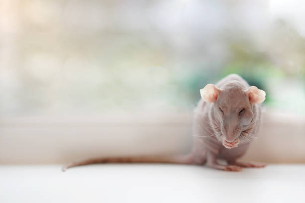More of this mouse: