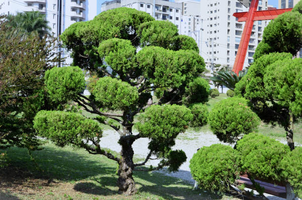 Bonsai tree in details and close up
