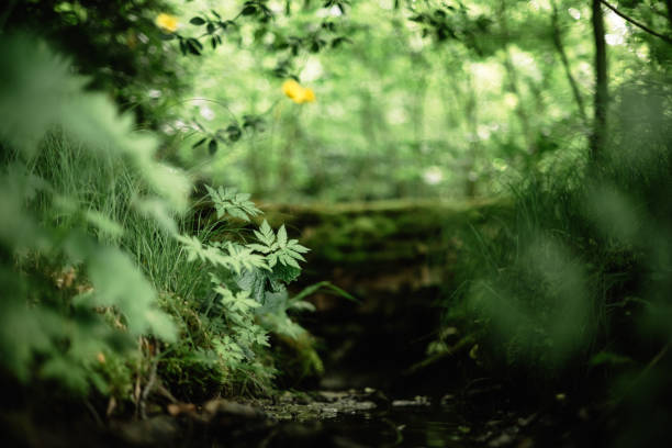 Green plants and grass in lush forest closeup. Nature background concept