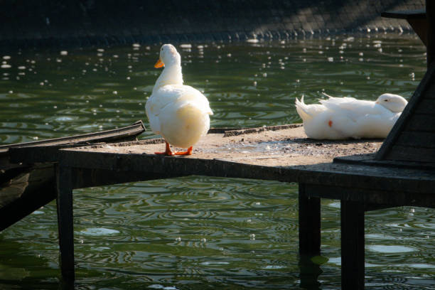 white duck swimming in the lake in the autumn