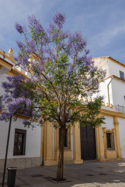 istock Purple flowering tree on a Spanish street. 2166077040