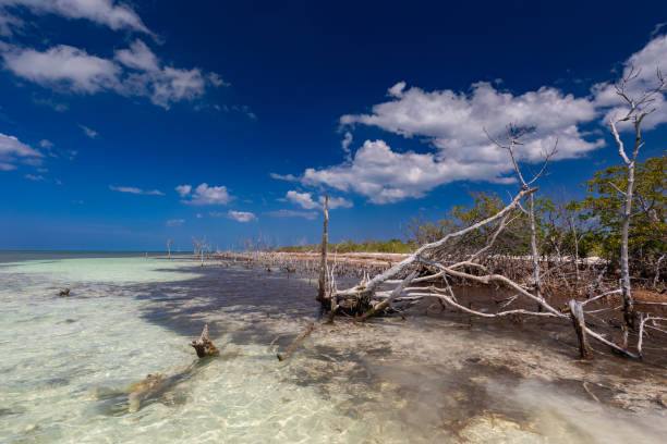 istock Mangrove forests in Cuba 2166079157