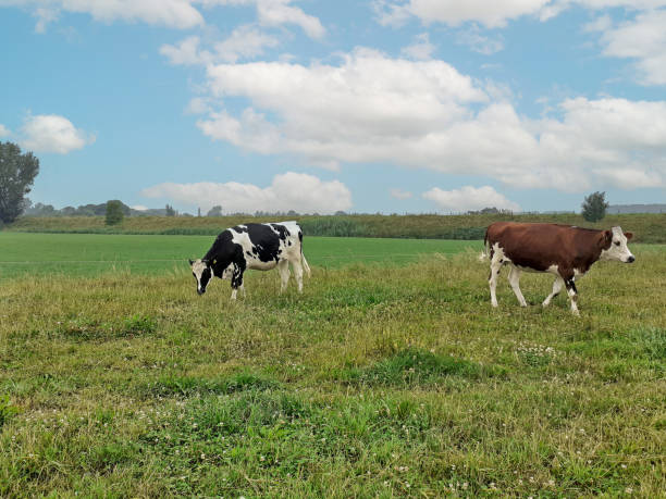 istock two cows are grazing in a meadow in summer 2166079474