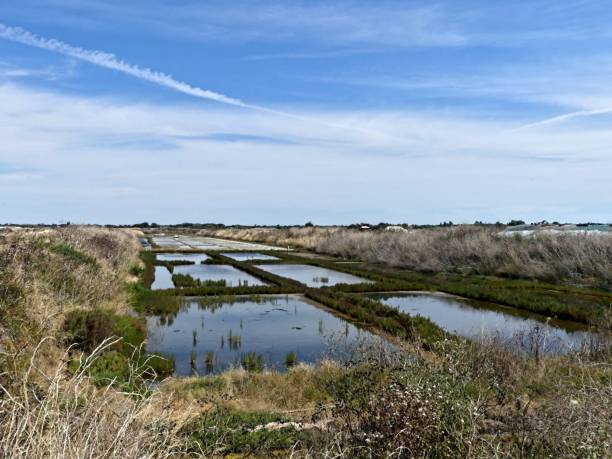 istock View of the salt marshes 2166082279
