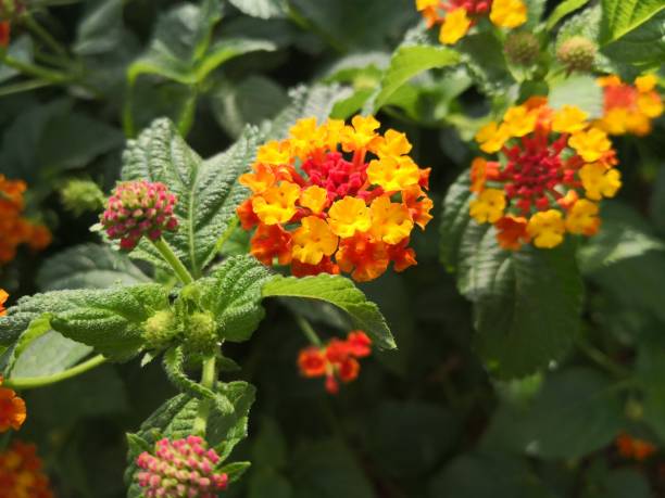 istock Lantana camara flower 2166082477
