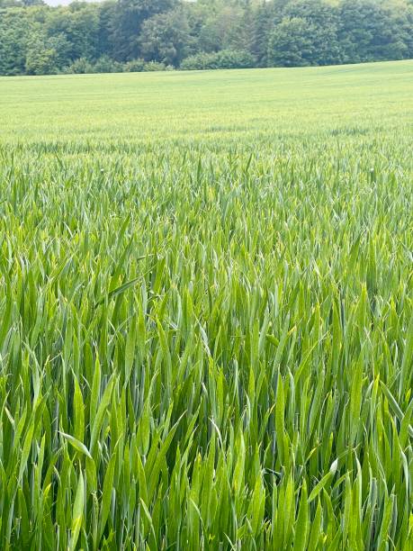 istock Beautiful field of green grass 2166085988
