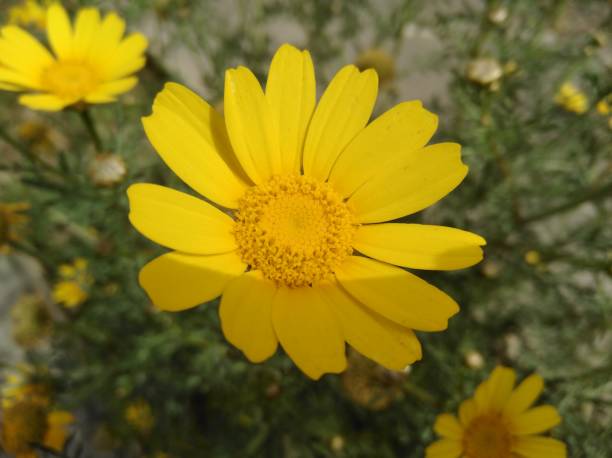 istock Bellis perennis flower 2166086028
