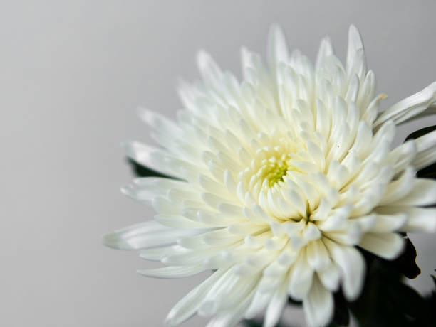 istock white dahlia on the background 2166087126