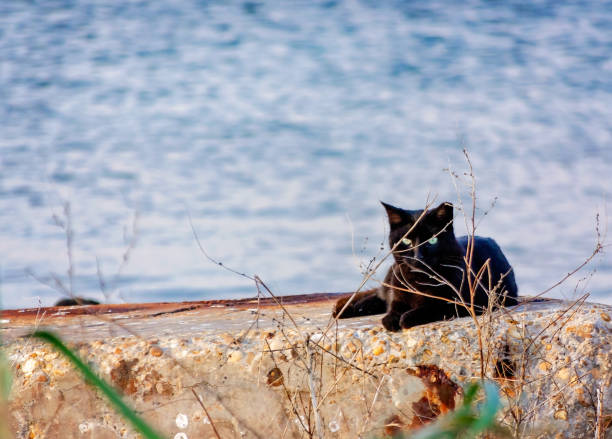 A black cat spends Halloween on the beach, Oct. 31, 2018, in Dauphin Island, Alabama. Many people are superstitious of black cats, and some people have a black cat phobia, also known as mavrogatphobia.