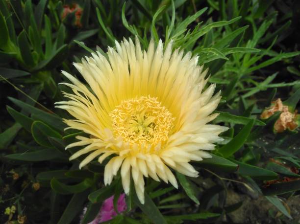African daisy with yellow color and center of the flower with reddish border and pink around the pistils.