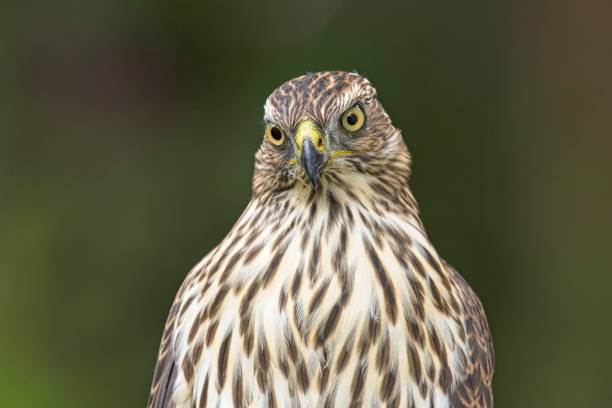 istock Close up of a cooper's hawk. 2166092002
