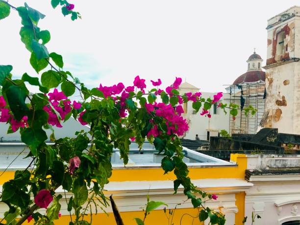 istock flowers behind the basilica Puerto Rico 2166093379