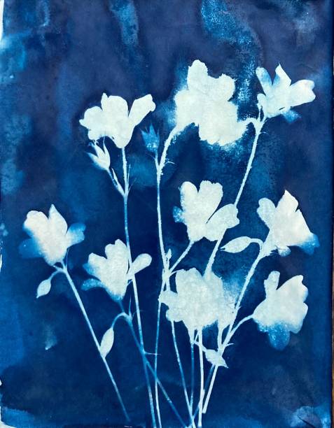 istock Cyanotype of geranium flowers 2166096385