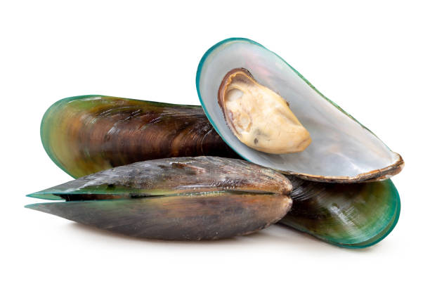 istock Front view of steamed or cooked green mussels in stack isolated on white background with clipping path 2166098634