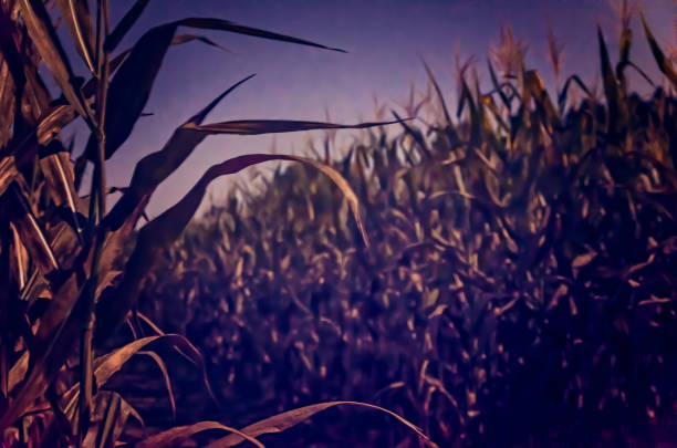 A corn field is pictured at night, Sept. 25, 2012, in Caledonia, Mississippi.
