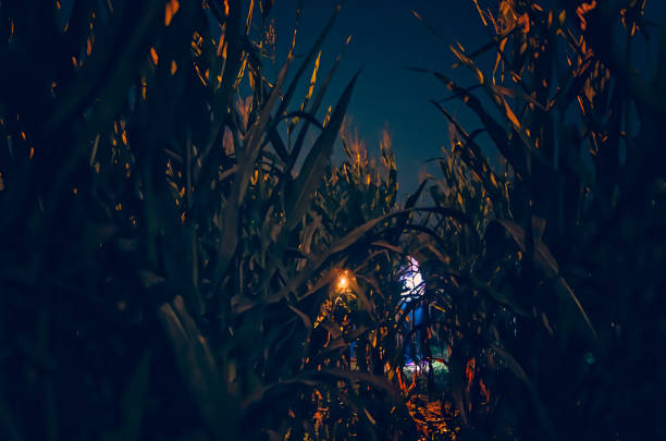 Light streaks in Halloween corn maze in Caledonia Mississippi Children navigate a Halloween corn maze with flashlights, Sept. 25, 2012, in Caledonia, Mississippi. corn-maze stock pictures, royalty-free photos & images