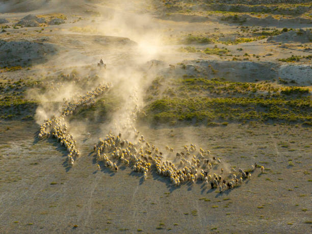 istock Flock of sheep grazing on the plain 2166099530