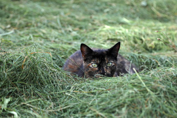 A pretty cute young tortoiseshell cat in the hay