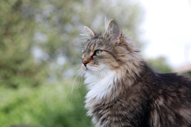 istock A pretty cute young Norwegian Forest Cat 2166101803