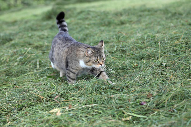 A pretty cute young cat with dots and stripes in the hay